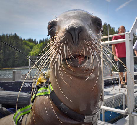 Steller sea lion