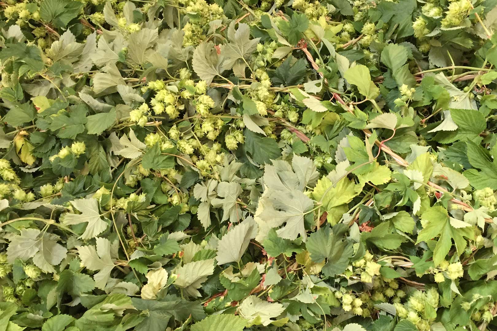 The Early, Tenuous Days of Centennial Hops